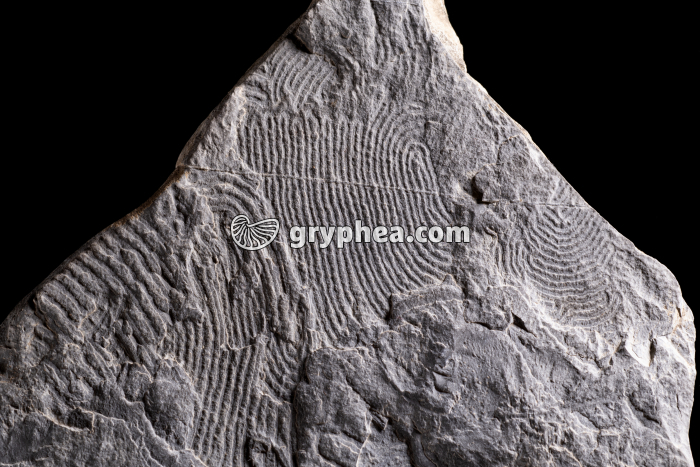 Helmintoïdes - Traces d'Helmintoïdes dans un schiste - gryphea.org